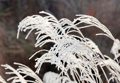 Le givre sur une branche